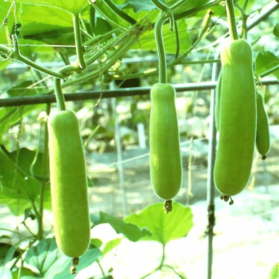 Jignisha Seeds Doodhi Vegetable ( 20 Seeds ) Jignisha Seeds Doodhi Vegetable ( 20 Seeds )