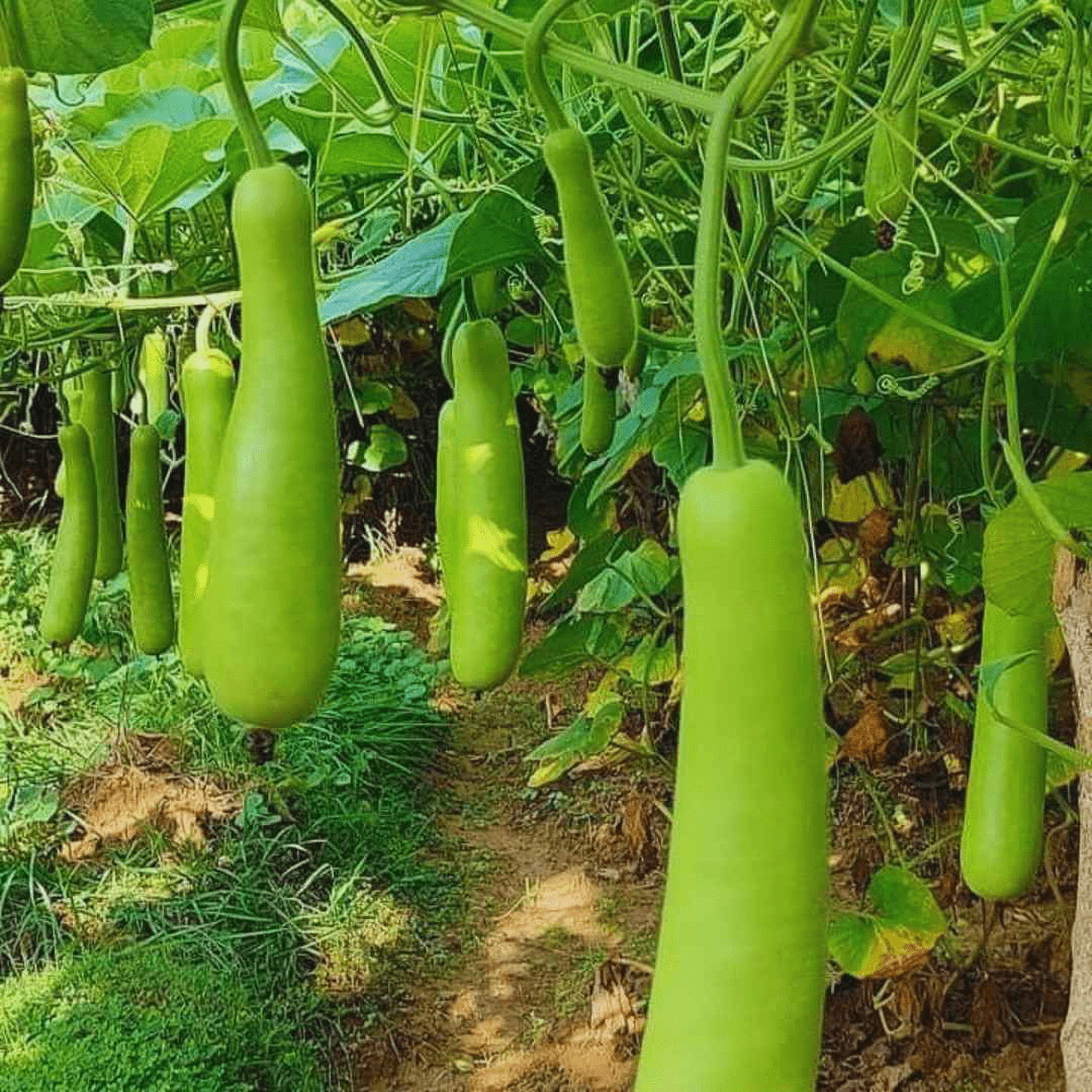 Jignisha Seeds Hybrid Bottle Gourd Vegetable ( 20 Seeds ) Jignisha Seeds Hybrid Bottle Gourd Vegetable ( 20 Seeds )