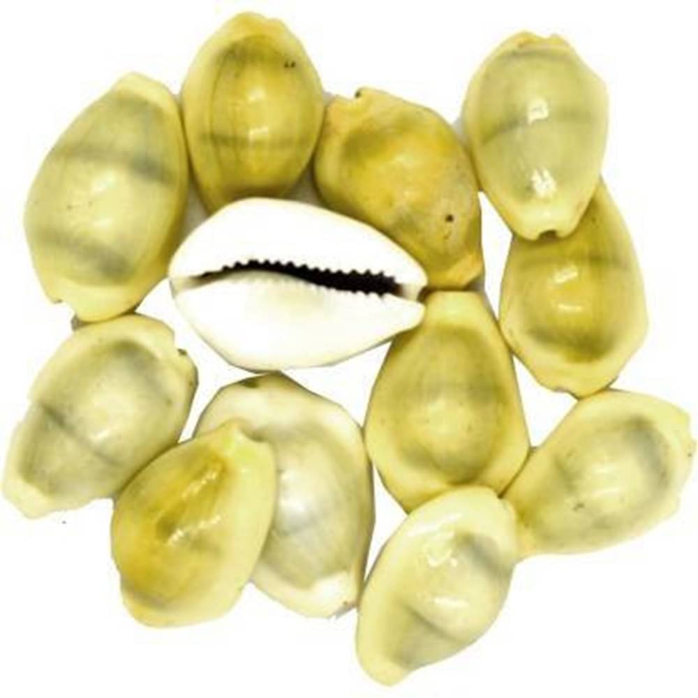     			Shri Astha Vinayak Kowdi 11 ( Pack of 11 )