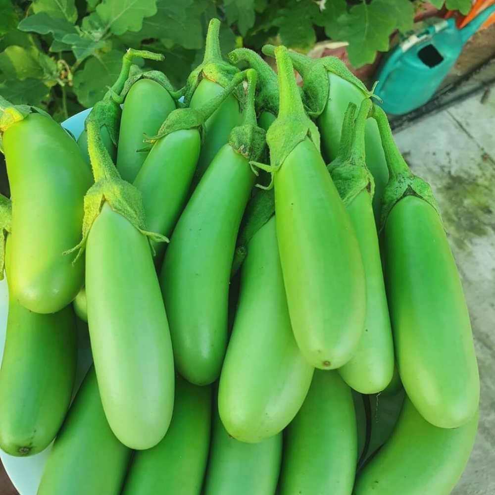 Jignisha Seeds Hybrid Eggplant Vegetable ( 50 Seeds ) Jignisha Seeds Hybrid Eggplant Vegetable ( 50 Seeds )