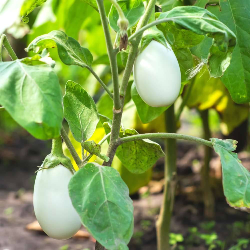 Jignisha Seeds Hybrid Eggplant Vegetable ( 50 Seeds ) Jignisha Seeds Hybrid Eggplant Vegetable ( 50 Seeds )