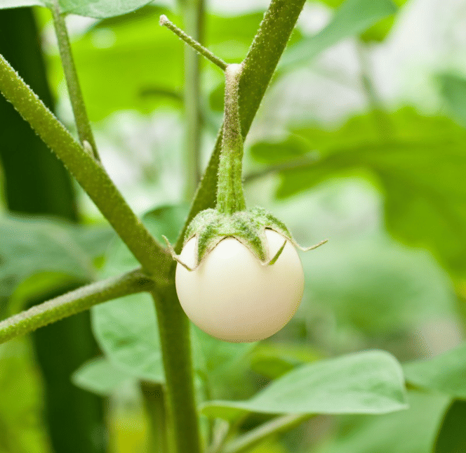 Jignisha Seeds Hybrid Eggplant Vegetable ( 50 Seeds ) Jignisha Seeds Hybrid Eggplant Vegetable ( 50 Seeds )