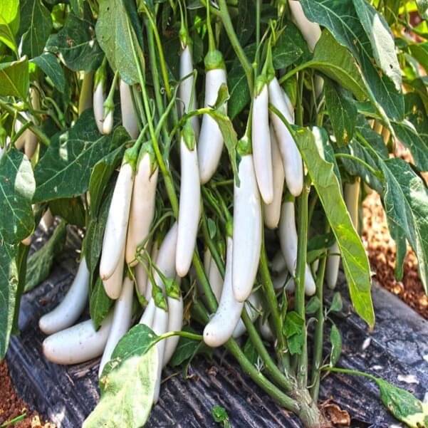 Jignisha Seeds Hybrid Eggplant Vegetable ( 50 Seeds ) Jignisha Seeds Hybrid Eggplant Vegetable ( 50 Seeds )