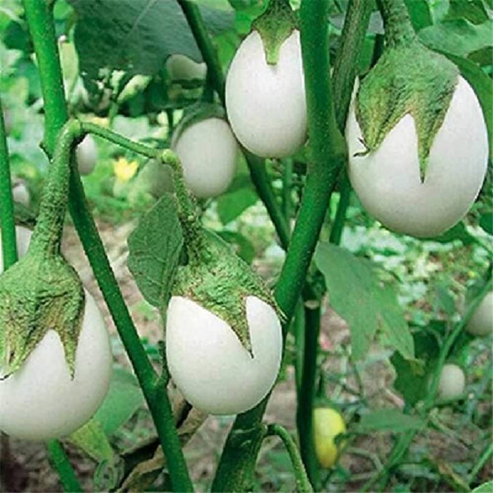 Jignisha Seeds Organic Eggplant Vegetable ( 50 Seeds ) Jignisha Seeds Organic Eggplant Vegetable ( 50 Seeds )