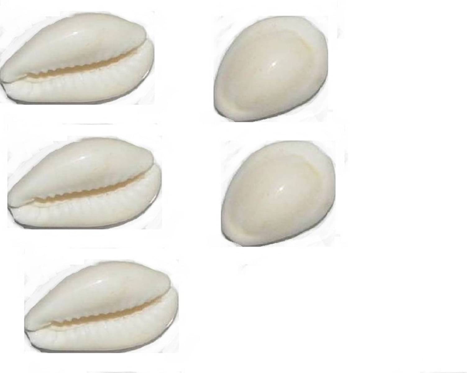     			Shri Astha Vinayak Kowdi 5 ( Pack of 5 )