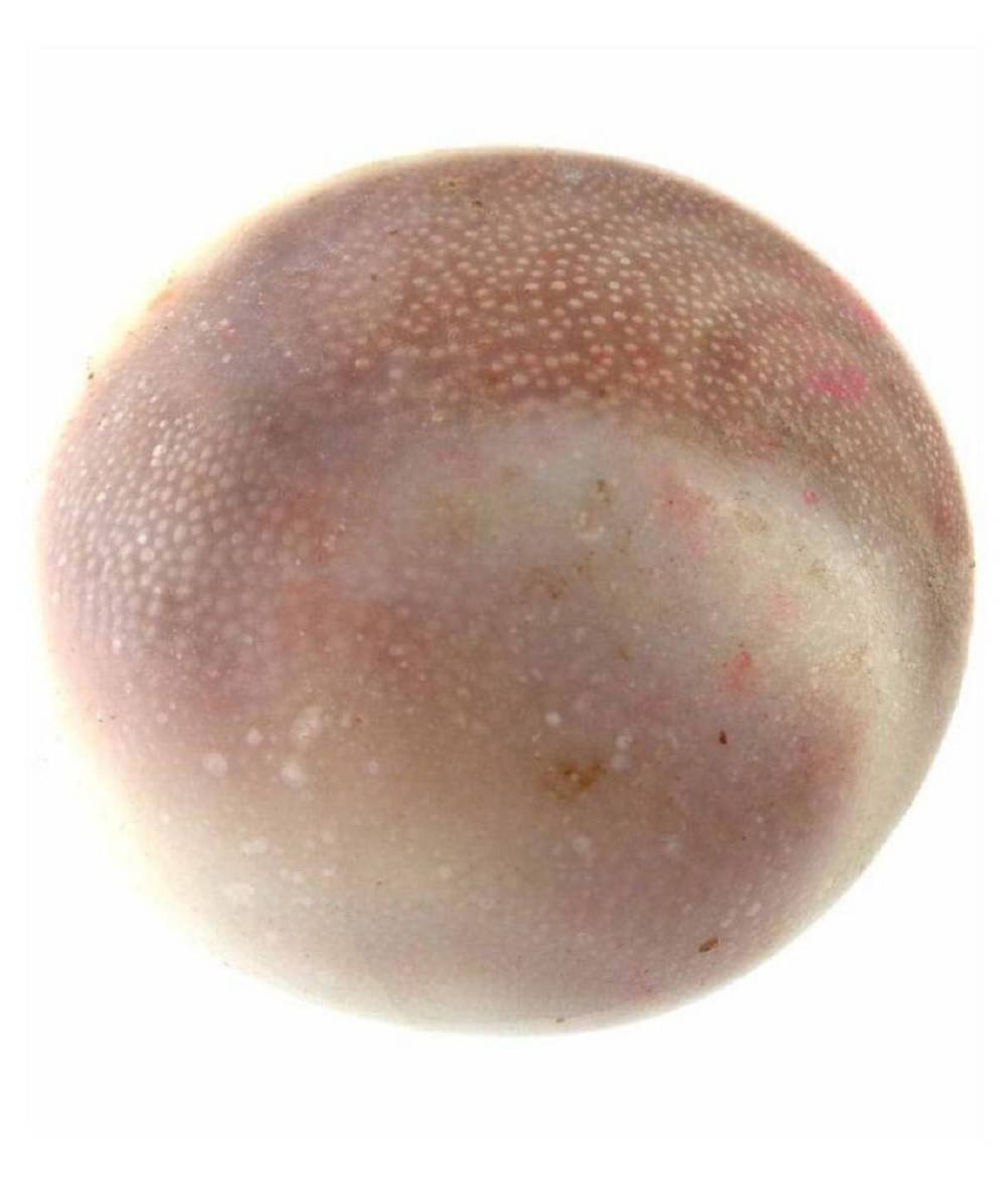     			EKRAJ Very Rare Big Size Gomati Charkar (2-3Cm Approx)