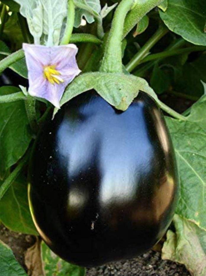 Jignisha Seeds Hybrid Eggplant Vegetable ( 50 Seeds ) Jignisha Seeds Hybrid Eggplant Vegetable ( 50 Seeds )