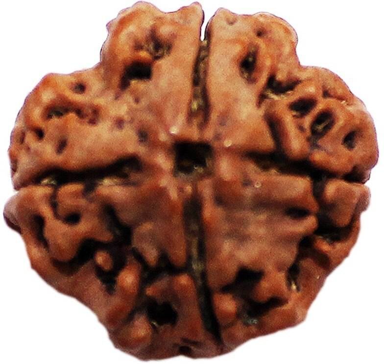 Shri Astha Vinayak 4 Mukhi Rudraksha Bead ( Pack of 2 ) Shri Astha Vinayak 4 Mukhi Rudraksha Bead ( Pack of 2 )