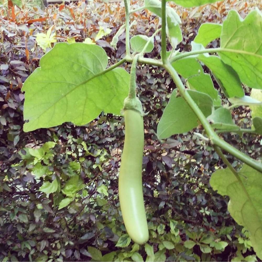 Jignisha Seeds Hybrid Aubergine Vegetable ( 50 Seeds ) Jignisha Seeds Hybrid Aubergine Vegetable ( 50 Seeds )