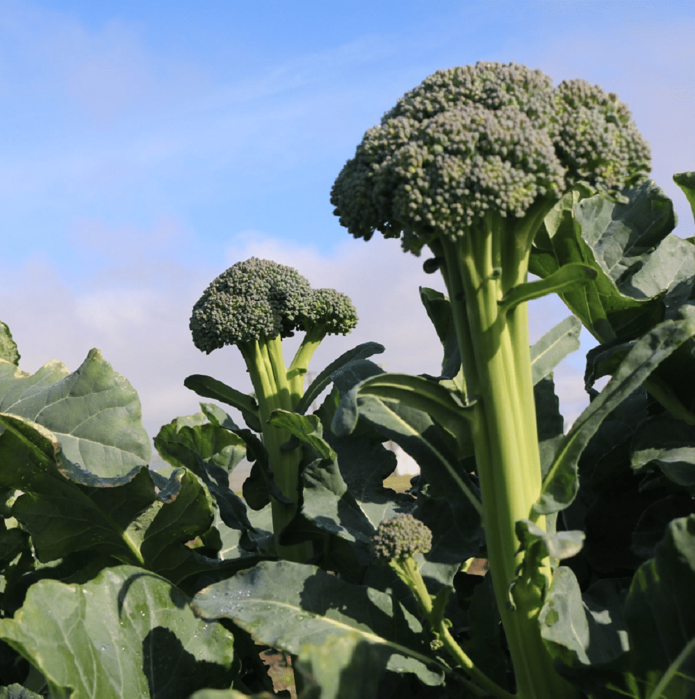 Jignisha Seeds Hybrid Broccoli Vegetable ( 100 Seeds ) Jignisha Seeds Hybrid Broccoli Vegetable ( 100 Seeds )
