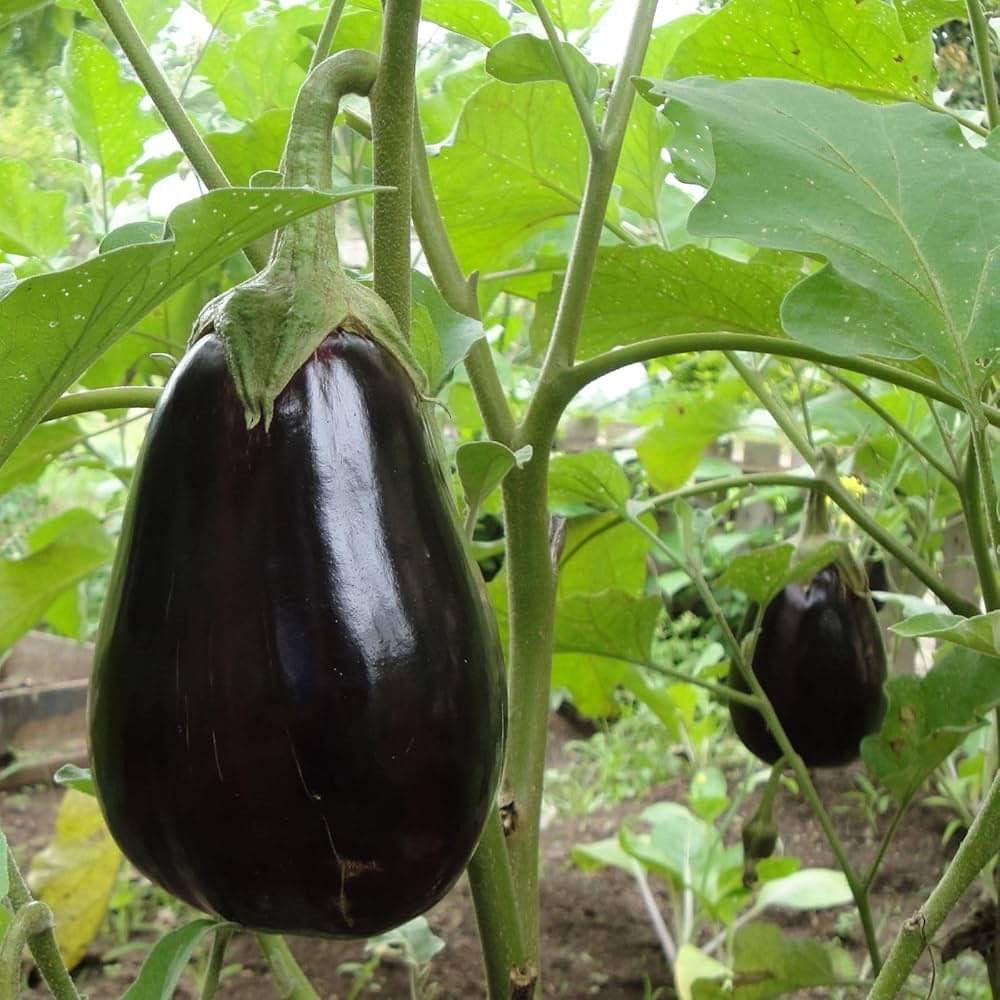 Jignisha Seeds Hybrid Aubergine Vegetable ( 50 Seeds ) Jignisha Seeds Hybrid Aubergine Vegetable ( 50 Seeds )