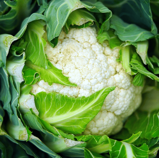 Jignisha Seeds Hybrid Full / Fool Gobi Vegetable ( 100 Seeds ) Jignisha Seeds Hybrid Full / Fool Gobi Vegetable ( 100 Seeds )