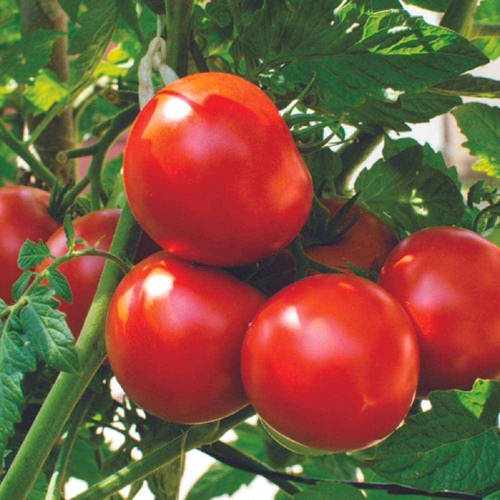 Jignisha Seeds Hybrid Tomato Vegetable ( 250 Seeds ) Jignisha Seeds Hybrid Tomato Vegetable ( 250 Seeds )