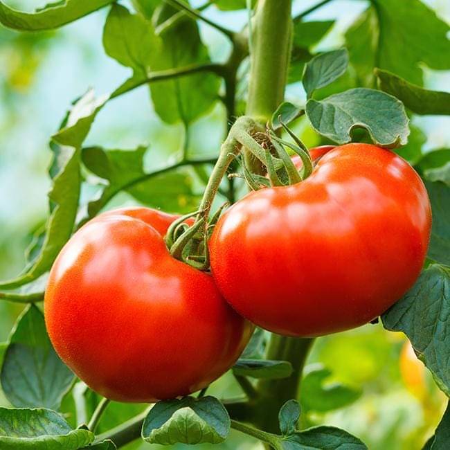 Jignisha Seeds Hybrid Tomato Vegetable ( 250 Seeds ) Jignisha Seeds Hybrid Tomato Vegetable ( 250 Seeds )