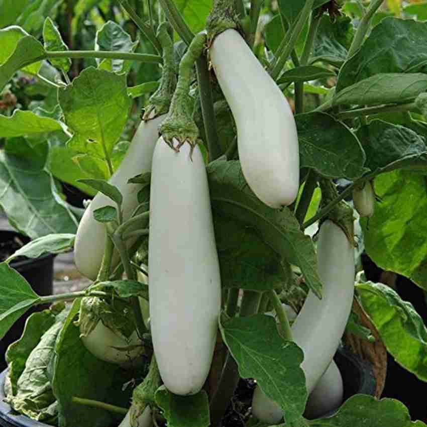Jignisha Seeds Hybrid White Long Brinjal Vegetable ( 50 Seeds )     			Jignisha Seeds Hybrid White Long Brinjal Vegetable ( 50 Seeds )