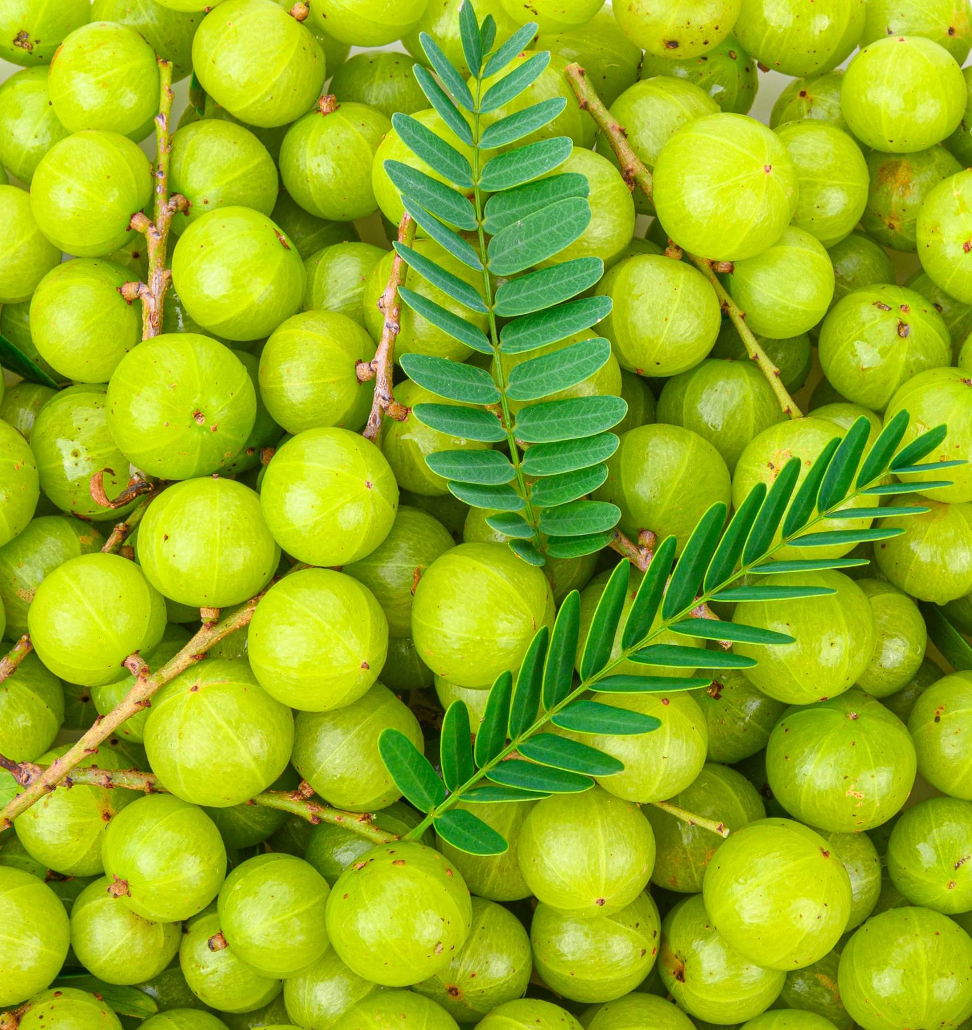 Jignisha Seeds Indian Gooseberry Fruit ( 30 Seeds ) Jignisha Seeds Indian Gooseberry Fruit ( 30 Seeds )
