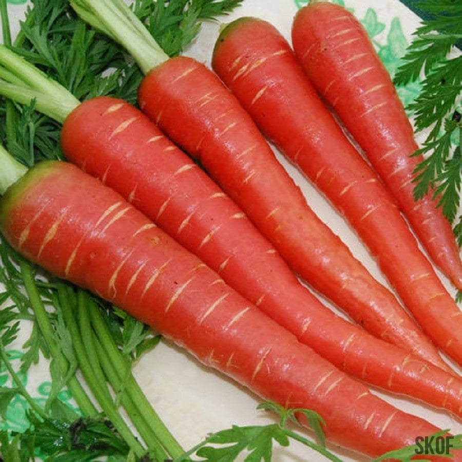     			Jignisha Seeds Organic Carrot Vegetable ( 50 Seeds )