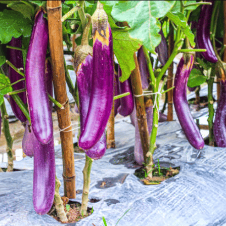     			Jignisha Seeds Organic Purple Long Brinjal Vegetable ( 50 Seeds )