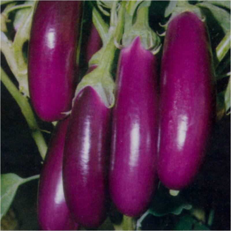 Jignisha Seeds Organic Purple Long Brinjal Vegetable ( 50 Seeds ) Jignisha Seeds Organic Purple Long Brinjal Vegetable ( 50 Seeds )