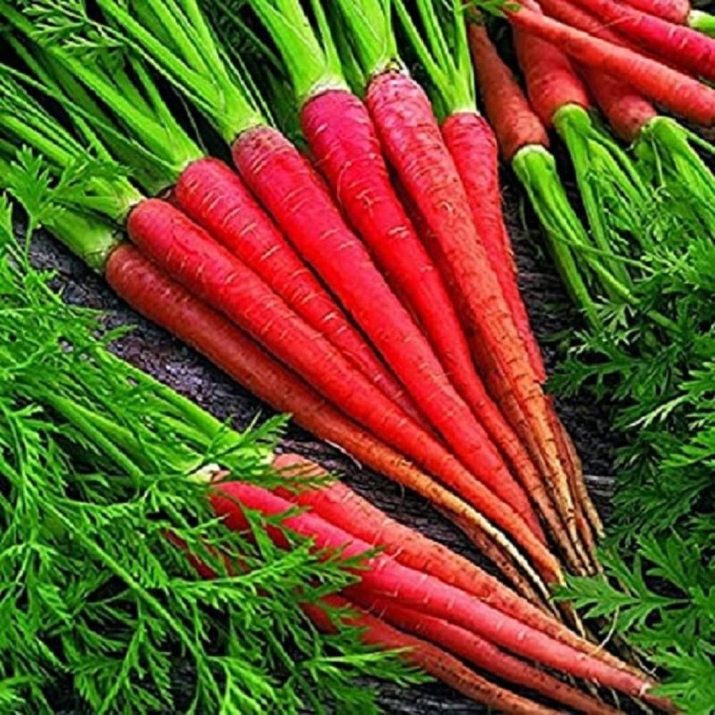     			Jignisha Seeds Organic Red Carrot Vegetable ( 50 Seeds )