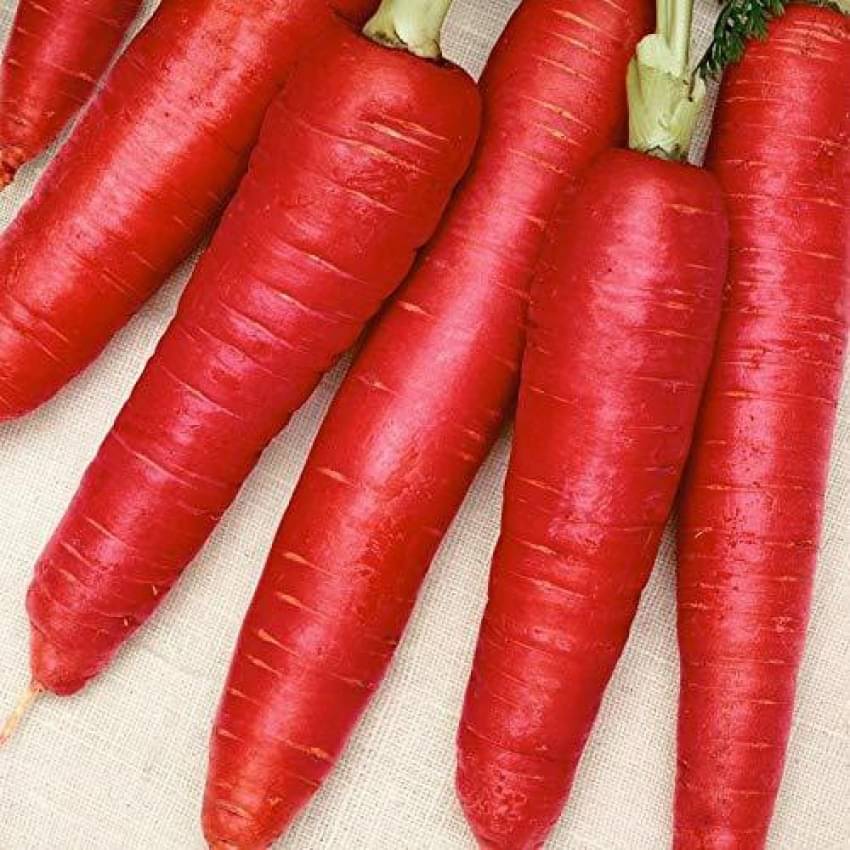 Jignisha Seeds Organic Red Carrot Vegetable ( 50 Seeds ) Jignisha Seeds Organic Red Carrot Vegetable ( 50 Seeds )