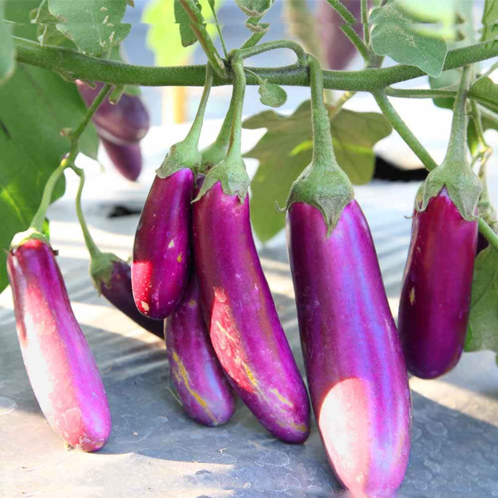 Jignisha Seeds Purple Long Brinjal Vegetable ( 50 Seeds ) Jignisha Seeds Purple Long Brinjal Vegetable ( 50 Seeds )