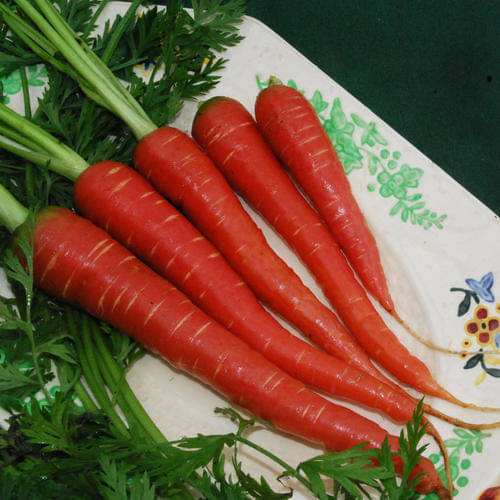     			Jignisha Seeds Red Carrot Vegetable ( 50 Seeds )