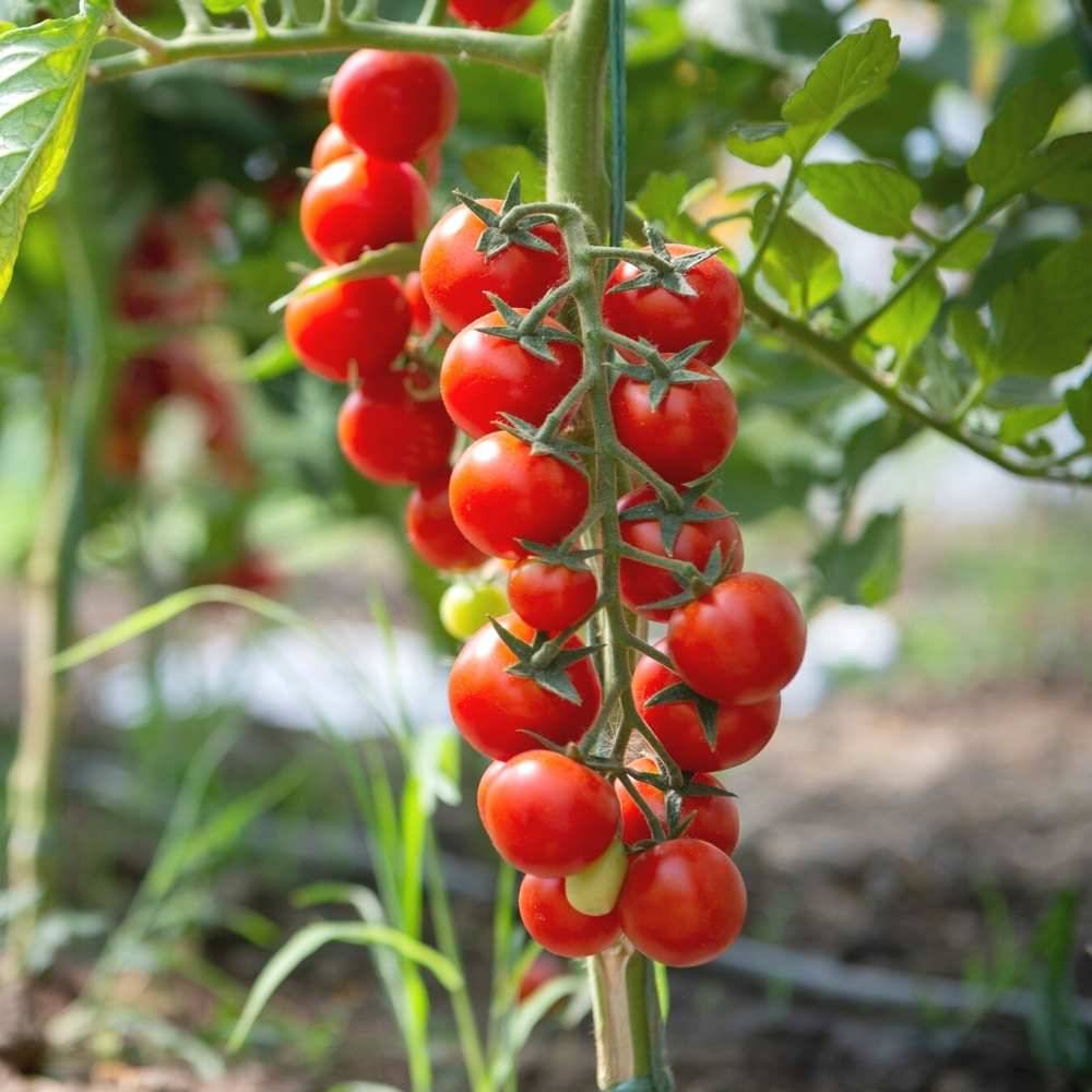 Jignisha Seeds Red Cherry Tomato Vegetable ( 50 Seeds )     			Jignisha Seeds Red Cherry Tomato Vegetable ( 50 Seeds )