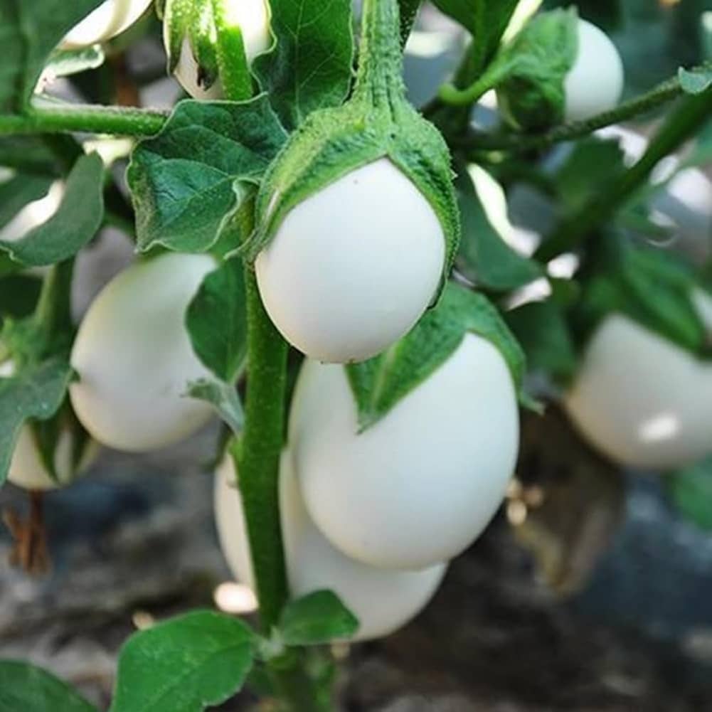 Jignisha Seeds White Brinjal Vegetable ( 50 Seeds )