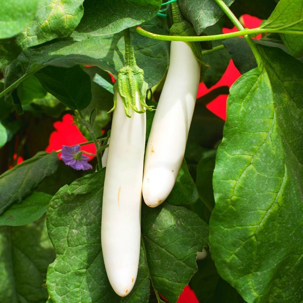 Jignisha Seeds White Long Brinjal Vegetable ( 50 Seeds ) Jignisha Seeds White Long Brinjal Vegetable ( 50 Seeds )