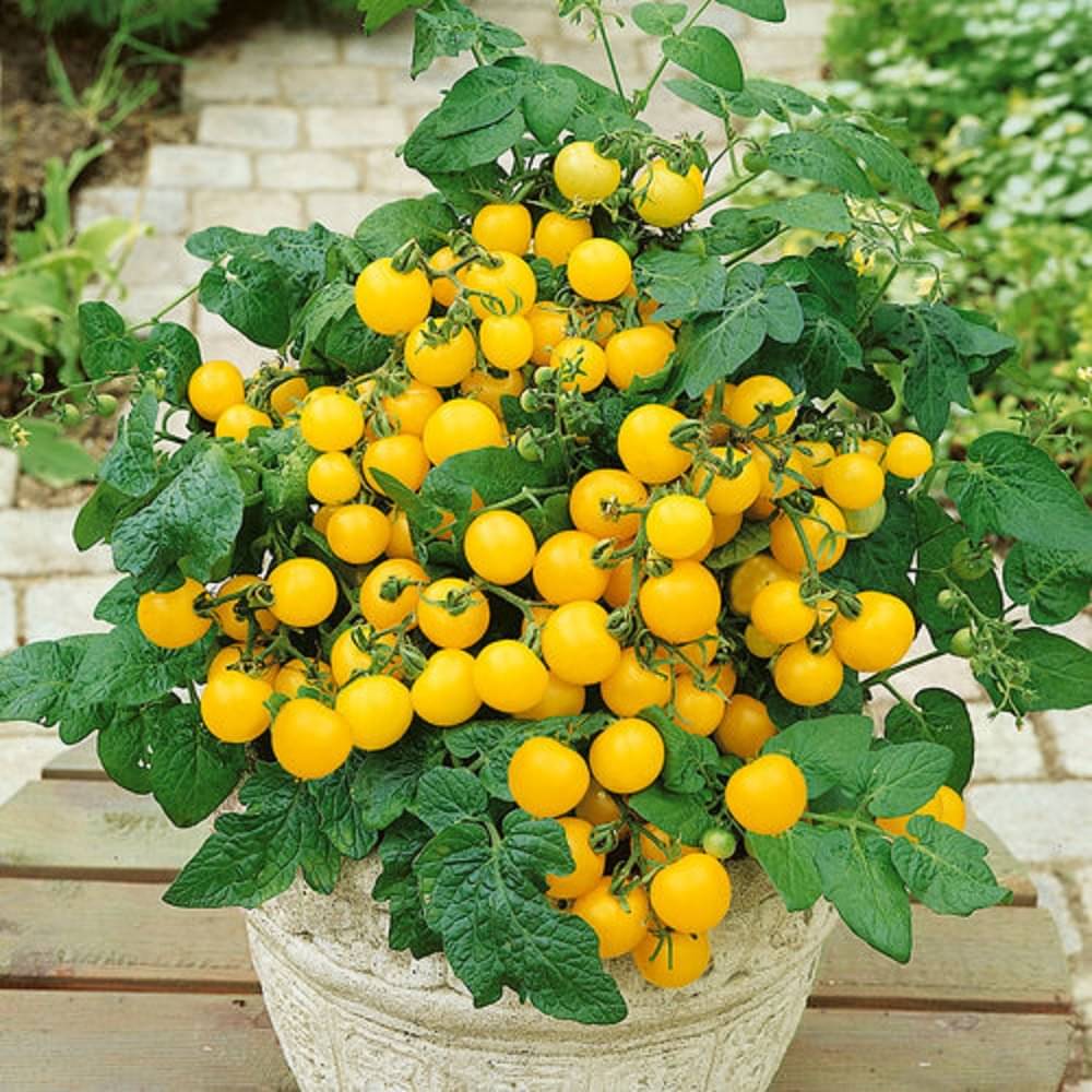 Jignisha Seeds Yellow Cherry Tomato Vegetable ( 50 Seeds ) Jignisha Seeds Yellow Cherry Tomato Vegetable ( 50 Seeds )