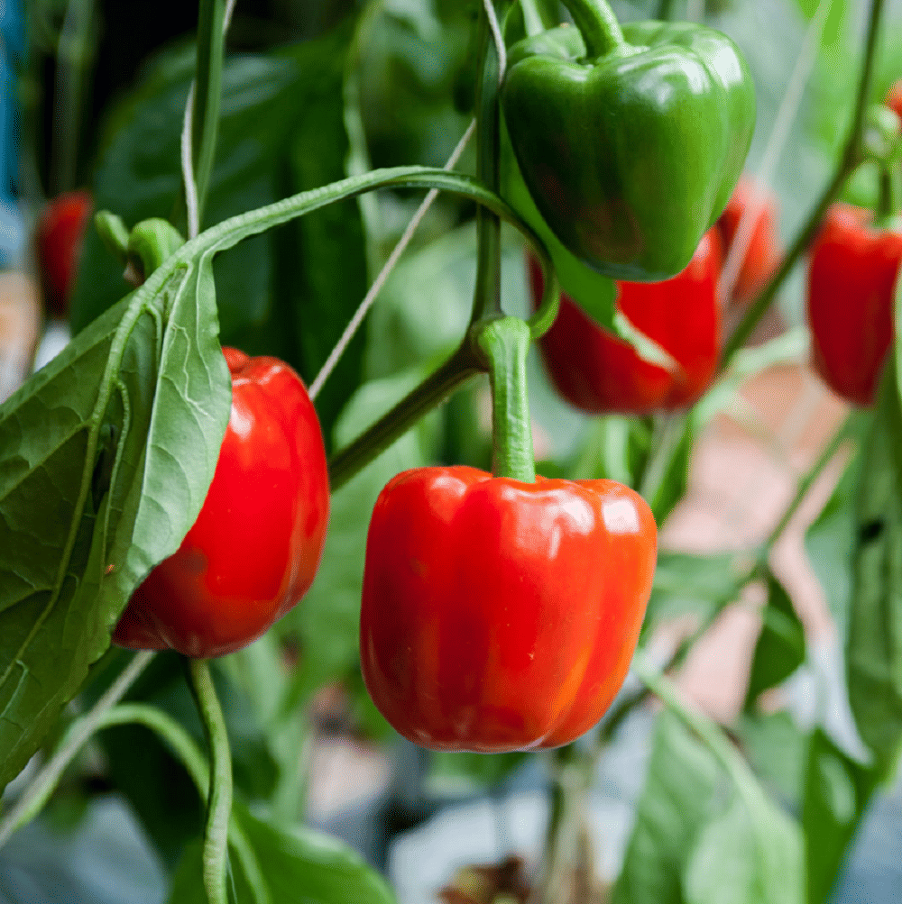 Jignisha Seeds Capsicum Vegetable ( 50 Seeds ) Jignisha Seeds Capsicum Vegetable ( 50 Seeds )