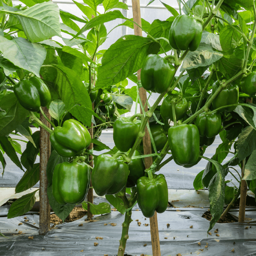Green Capsicum/Bell Pepper (Hare Shimla Mirchi ke beej) Vegetable Seeds Pack Of 50 | Organic | for Planting in Home Kitchen Terrace Balcony Gardening