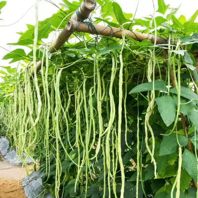 Jignisha Seeds Hybrid Barbati Vegetable ( 50 Seeds ) Jignisha Seeds Hybrid Barbati Vegetable ( 50 Seeds )