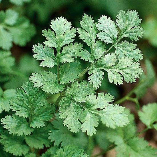     			Jignisha Seeds Hybrid Coriander Vegetable ( 100 Seeds )