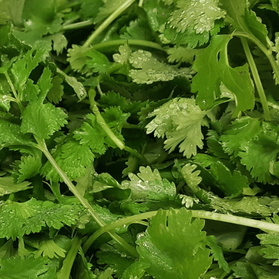     			Jignisha Seeds Hybrid Dhana Vegetable ( 100 Seeds )