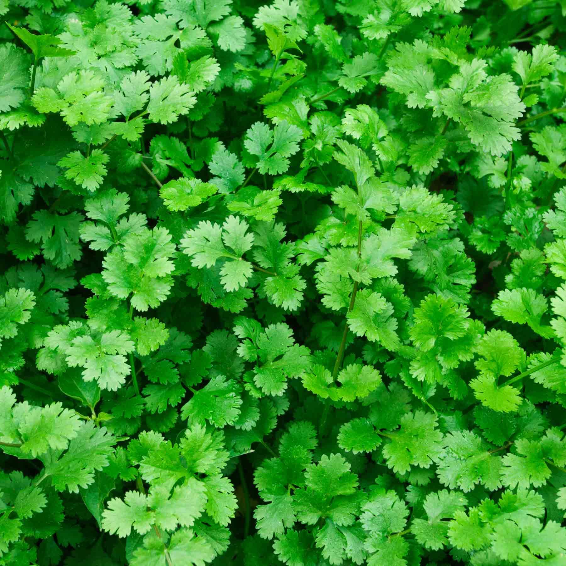     			Jignisha Seeds Hybrid Dhana Vegetable ( 100 Seeds )