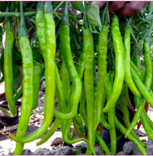 Jignisha Seeds Hybrid Mirchi Vegetable ( 50 Seeds ) Jignisha Seeds Hybrid Mirchi Vegetable ( 50 Seeds )