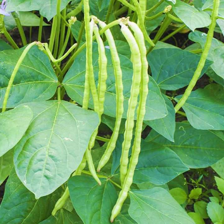 Jignisha Seeds Lobia Beans Vegetable ( 50 Seeds ) Jignisha Seeds Lobia Beans Vegetable ( 50 Seeds )