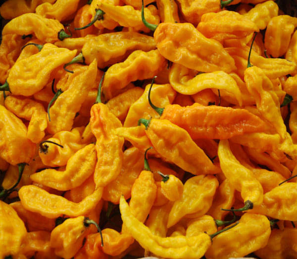    			Yellow Bhut Jolokia Ghost Pepper Naga Chilli (Mirchi Ke Beej) Vegetable Seeds Pack Of 30 | Organic | for Planting in Home Kitchen Terrace Balcony Gardening