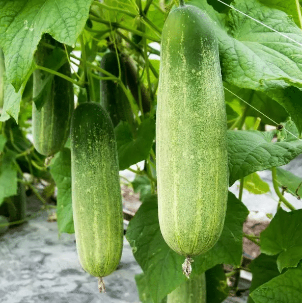Jignisha Seeds Hybrid Cucumber Vegetable ( 50 Seeds ) Jignisha Seeds Hybrid Cucumber Vegetable ( 50 Seeds )