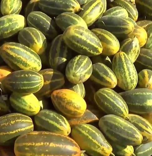     			Jignisha Seeds Hybrid Cucumber Vegetable ( 30 Seeds )