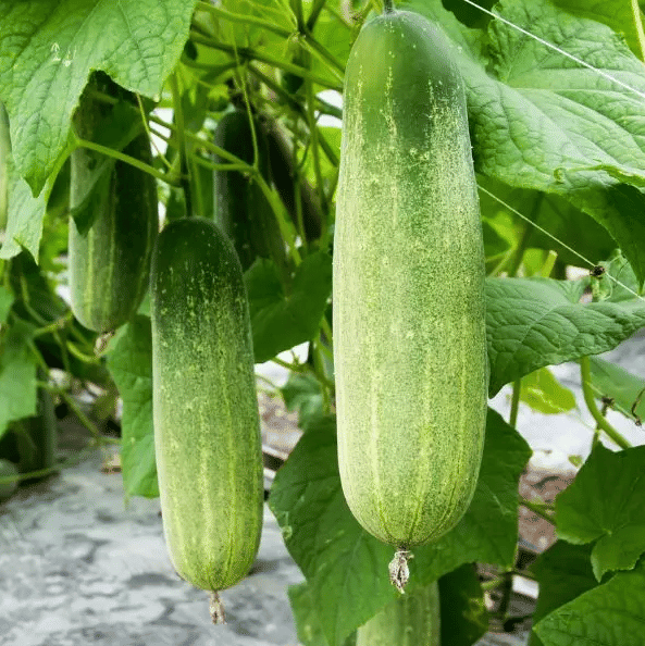 Jignisha Seeds Organic Kakdi Vegetable ( 50 Seeds ) Jignisha Seeds Organic Kakdi Vegetable ( 50 Seeds )