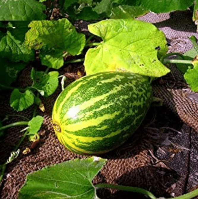 Jignisha Seeds Cucumber Vegetable ( 30 Seeds ) Jignisha Seeds Cucumber Vegetable ( 30 Seeds )