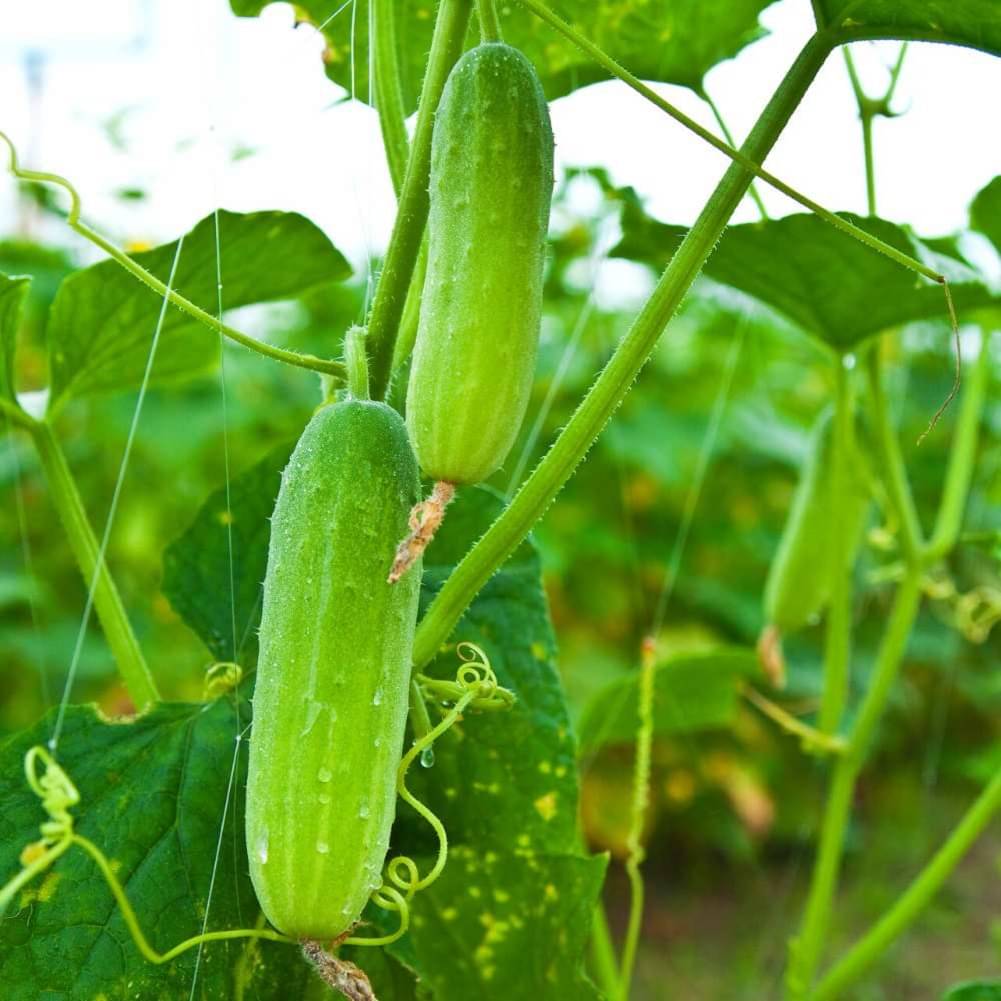     			Jignisha Seeds Hybrid Cucumber Vegetable ( 50 Seeds )