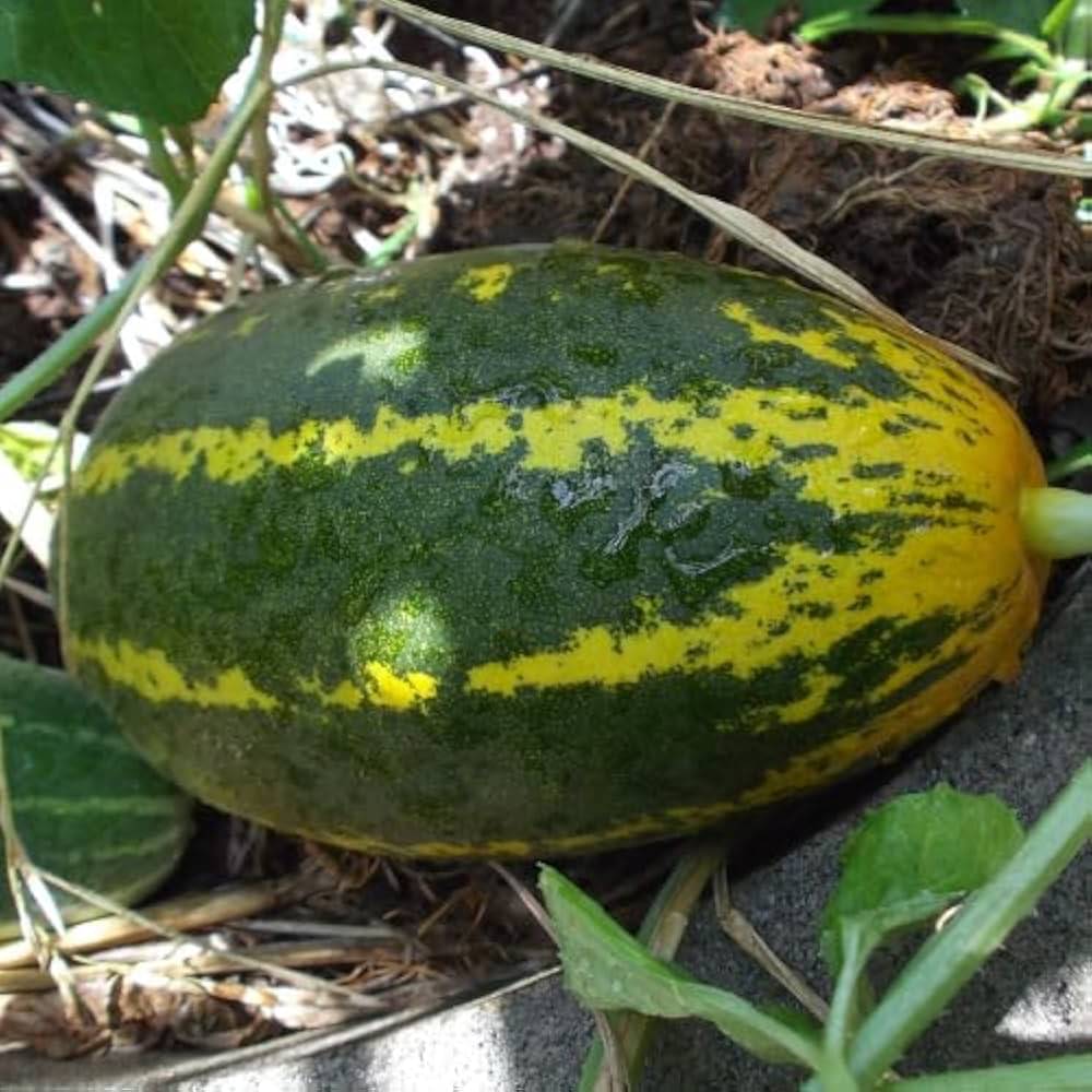 Jignisha Seeds Hybrid Sambhar Kakdi Vegetable ( 30 Seeds ) Jignisha Seeds Hybrid Sambhar Kakdi Vegetable ( 30 Seeds )