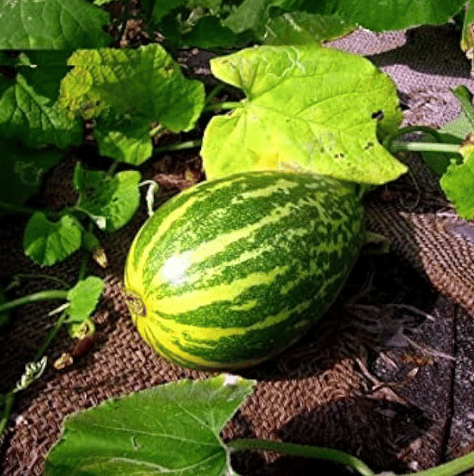     			Jignisha Seeds Hybrid Sambhar Kakdi Vegetable ( 30 Seeds )