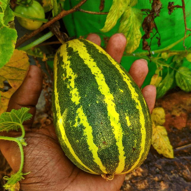 Organic Cucumber Vegetable ( 30 Seeds ) Organic Cucumber Vegetable ( 30 Seeds )