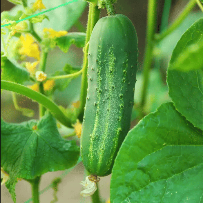 Jignisha Seeds Organic Kakdi Vegetable ( 30 Seeds ) Jignisha Seeds Organic Kakdi Vegetable ( 30 Seeds )