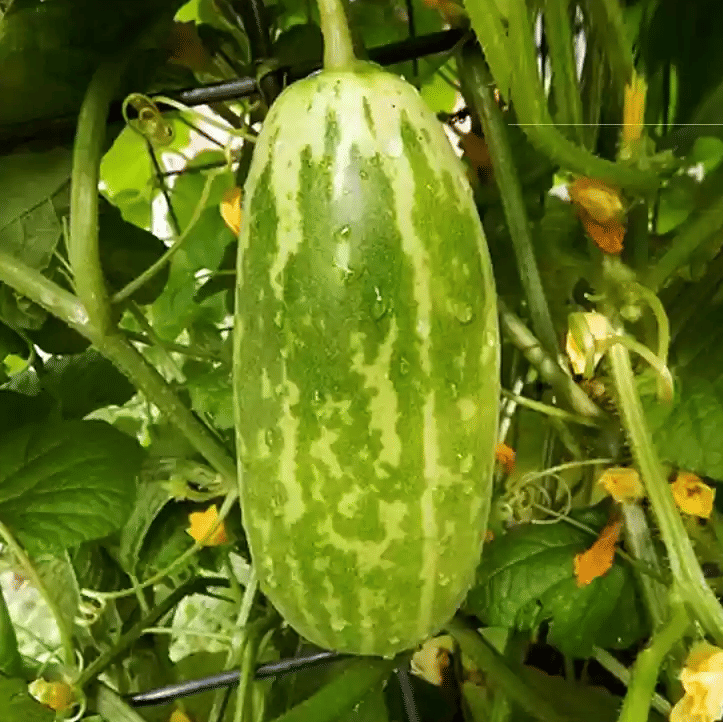 Jignisha Seeds Organic Kakdi Vegetable ( 30 Seeds ) Jignisha Seeds Organic Kakdi Vegetable ( 30 Seeds )